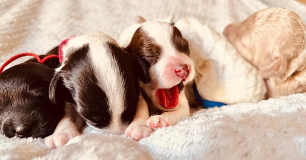 Buying a Puppy