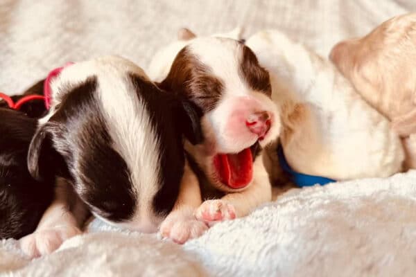 Buying a Puppy