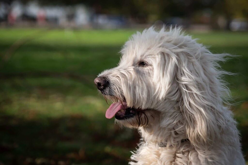 labradoodle at the park