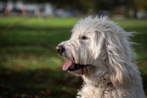 labradoodle at the park