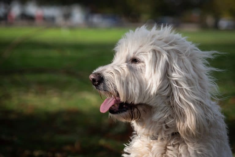 labradoodle at the park