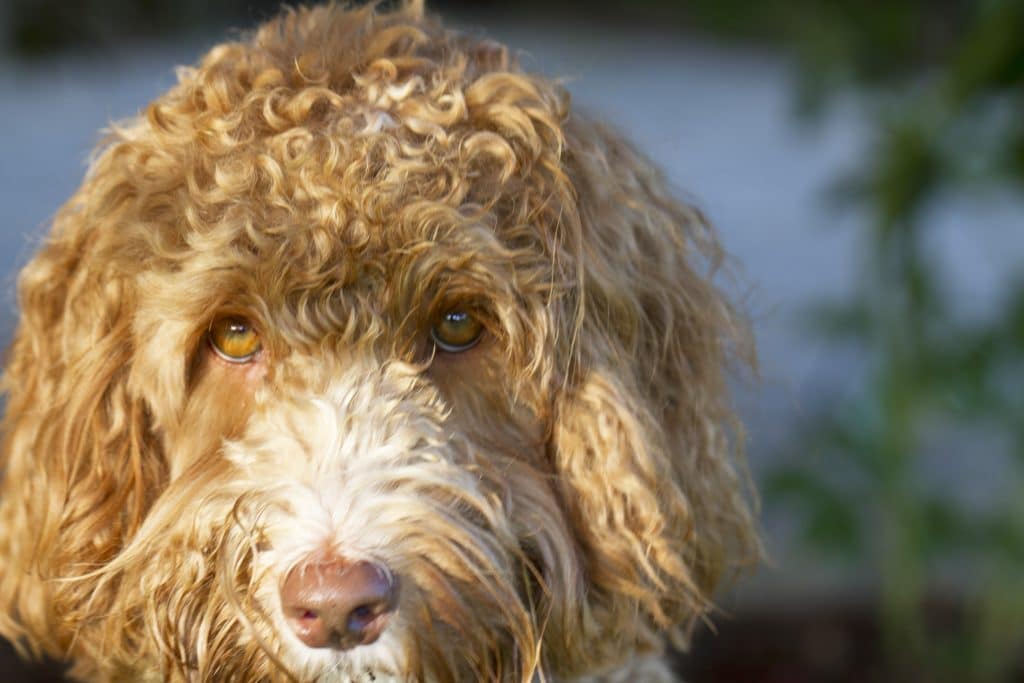 Choosing the best food for your dog Agape Labradoodles