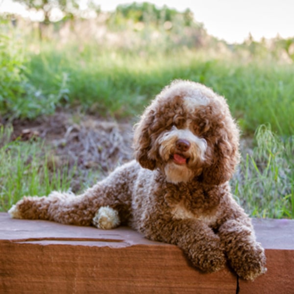 Roxy, Agape Labradoodles' first foundation dog
