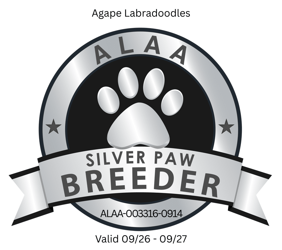 ALAA SILVER PAW BREEDER 2024