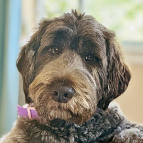 Duchess - Agape Labradoodles Duchess, Agape Labradoodles mom