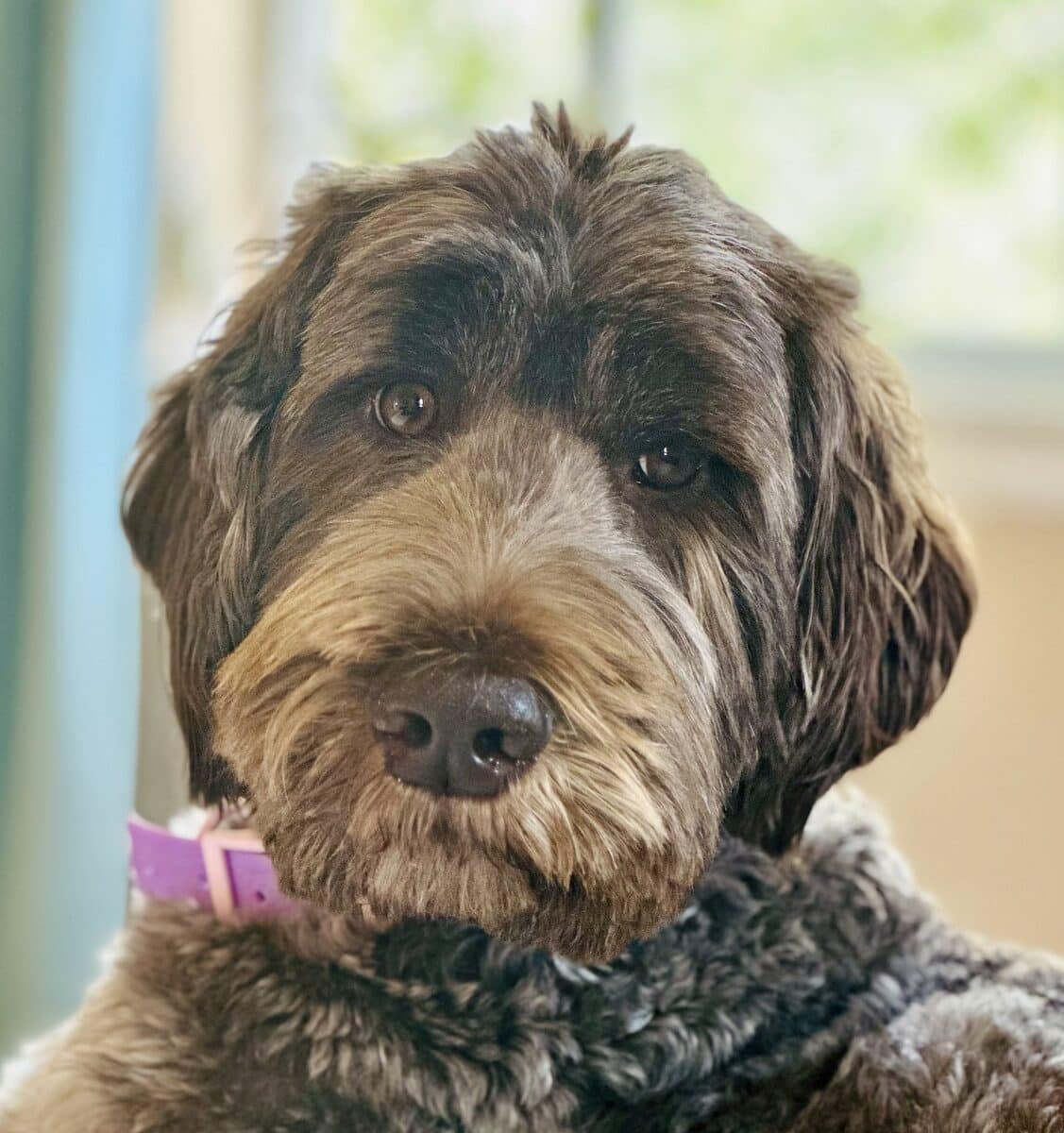 Duchess, Agape Labradoodles mom