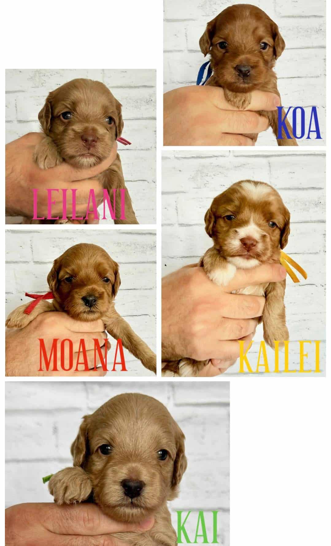 Myka puppies 3 weeks old