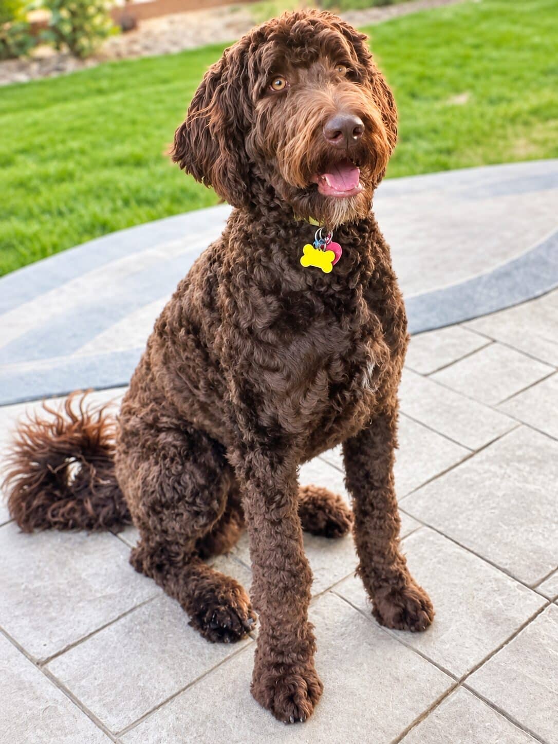 Zeke, Agape Labradoodles dad (Rocky Mountain Ezekial of Agape)