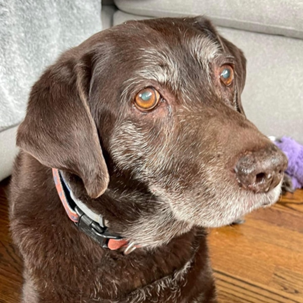Jessie, forever part of the Agape Labradoodles story