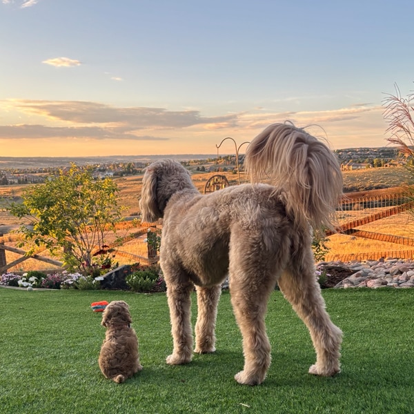 An Agape family welcoming another Labradoodle puppy