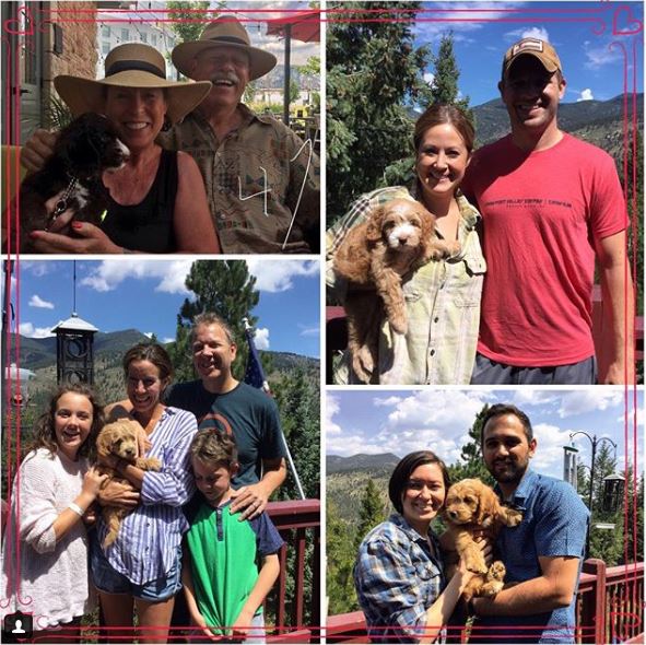 Agape Labradoodle Adoption Process