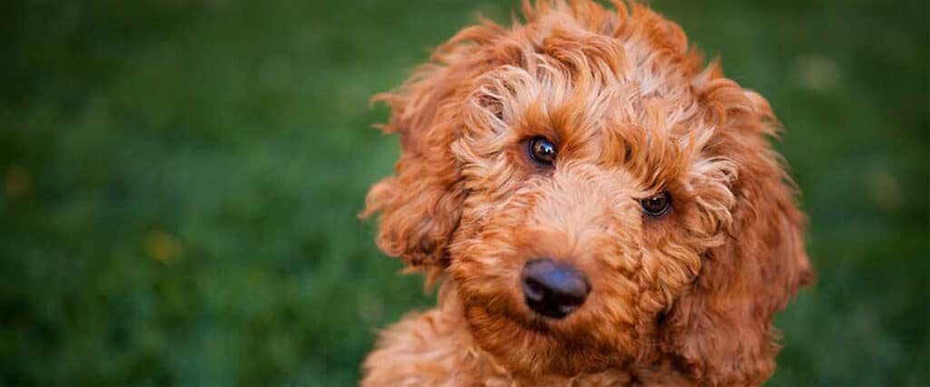 Want to buy a Red Labradoodle puppy