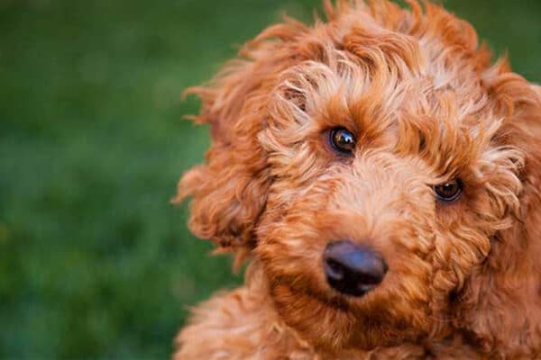 Want to buy a Red Labradoodle puppy