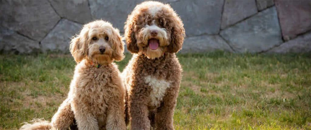 Labradoodle puppies sitting Agape Labradoodles Denver