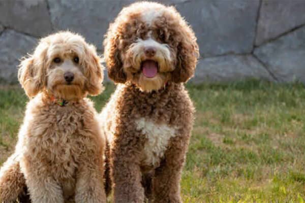 Labradoodle puppies sitting Agape Labradoodles Denver