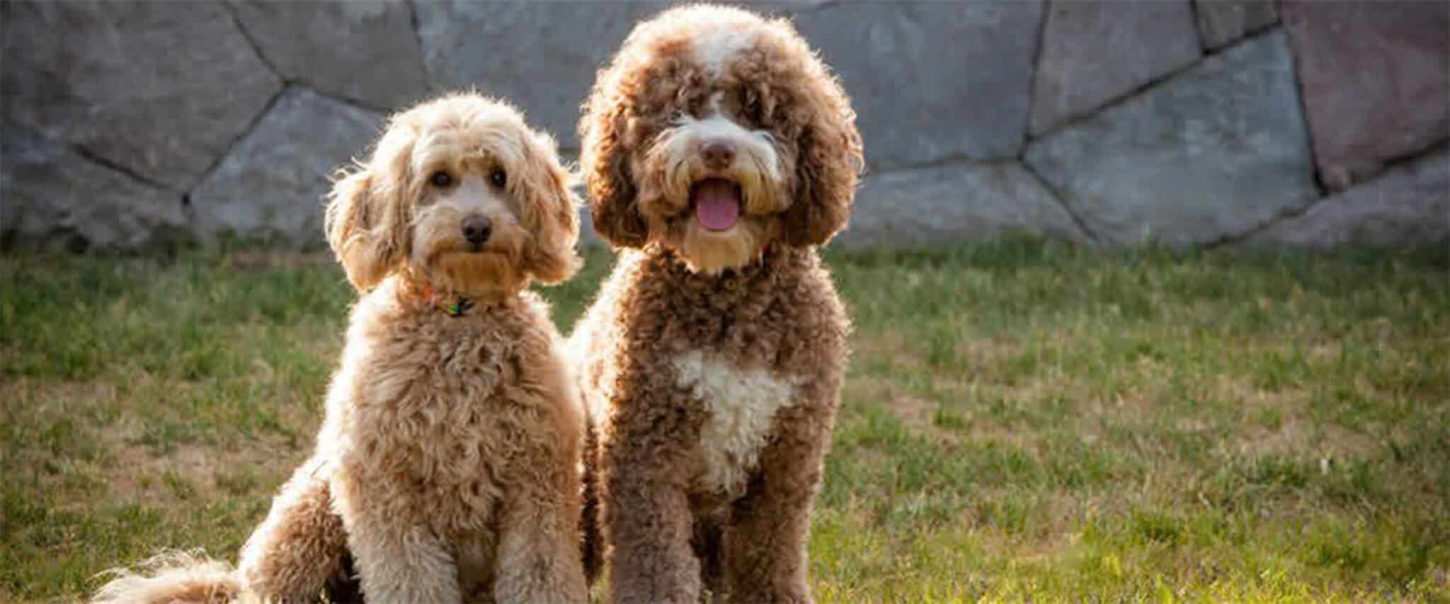 Labradoodle Breeder Denver Labradoodle Puppies For Sale