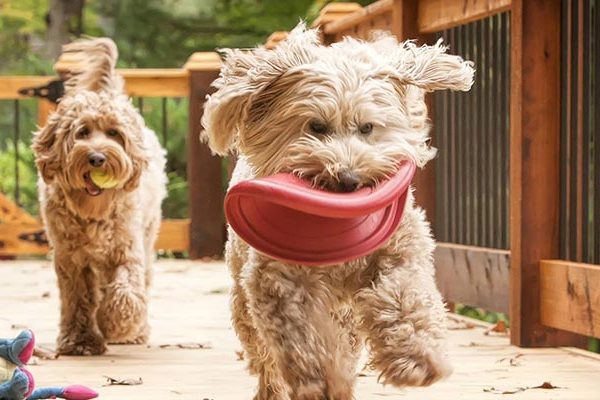 labradoodles play together