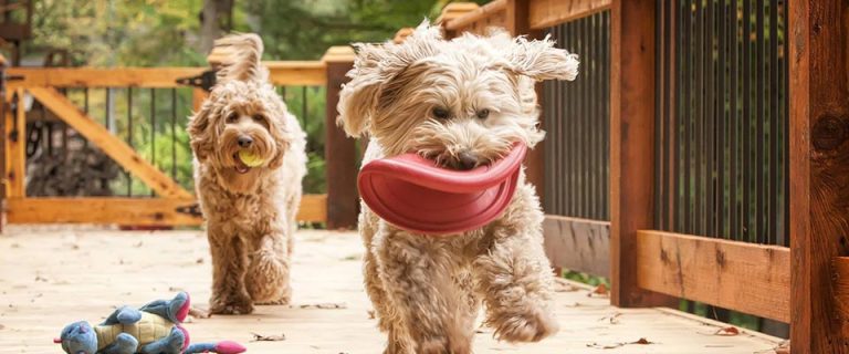 labradoodles play together