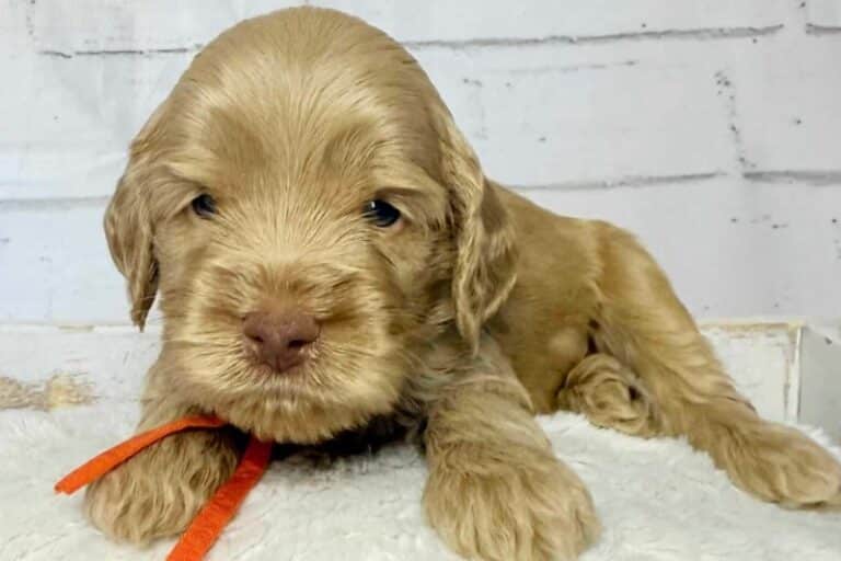 Australian Labradoodle price Colorado - Agape Labradoodles Australian Labradoodle puppy from Agape Labradoodles in Colorado