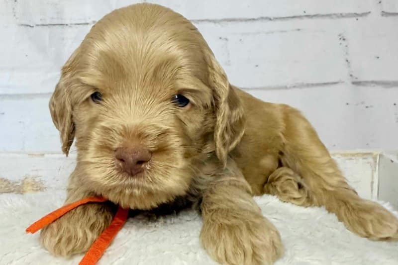 Australian Labradoodle puppy from Agape Labradoodles in Colorado