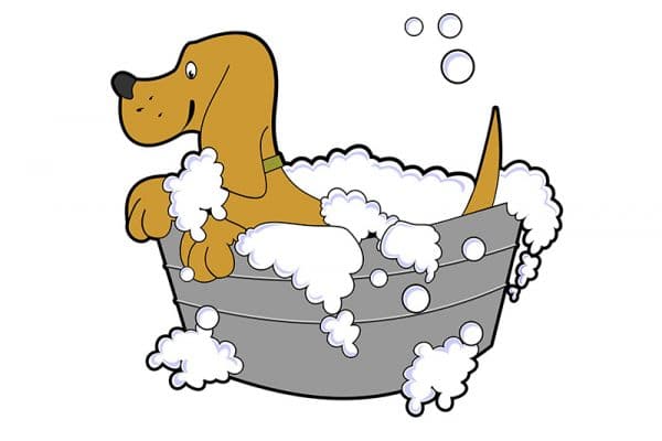 How to bathe my labradoodle