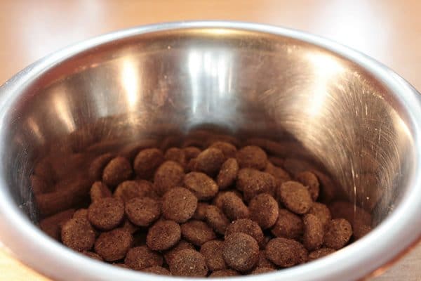 What do I feed my labradoodle