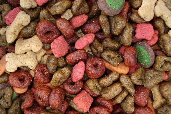 labradoodle feeding information