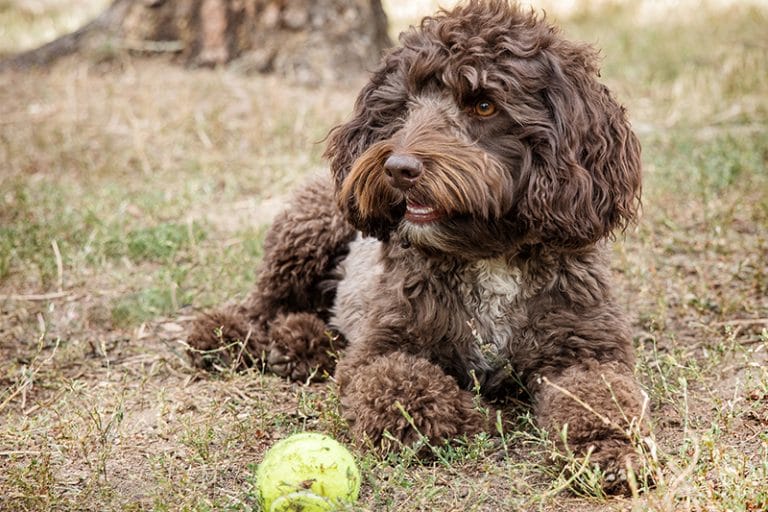 labradoodle love tennis balls