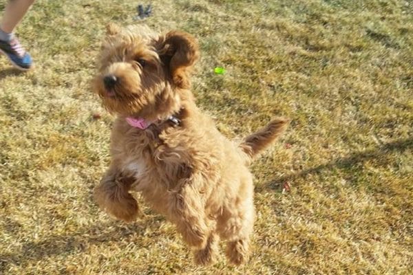taking my labradoodle to the park