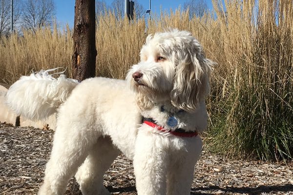 taking labradoodle on an walk