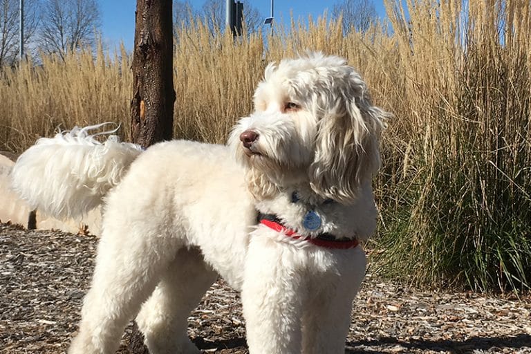 taking labradoodle on an walk