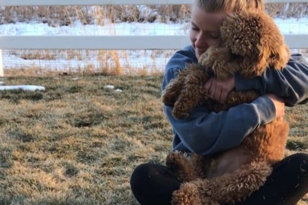 labradoodle best dog ever