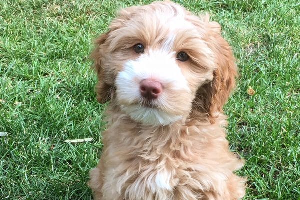 Labradoodle puppies for sale