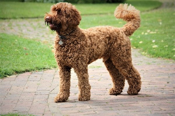 Labradoodle Agape Labradoodles Denver CO