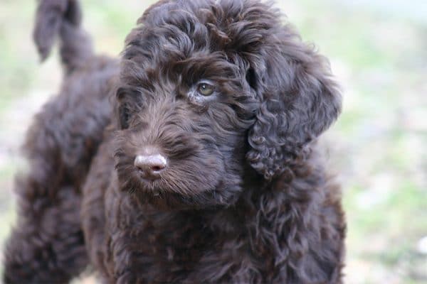 labradoodle for sale Denver