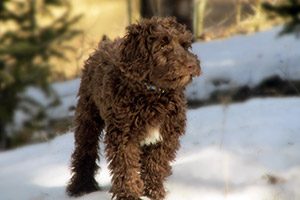 Winter is Coming is Your Labradoodle Ready? Agape Labradoodles Denver