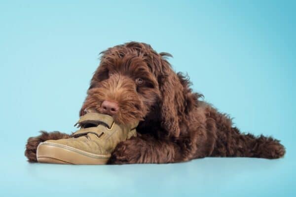 Training your puppy