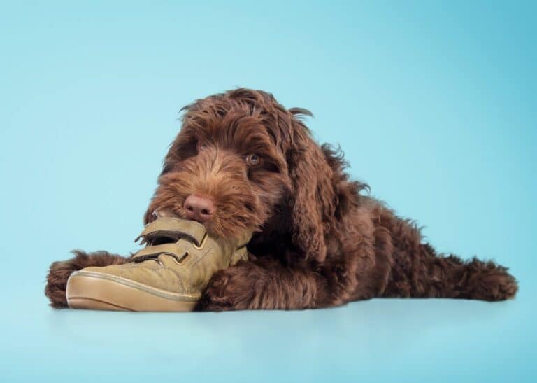 Training your puppy