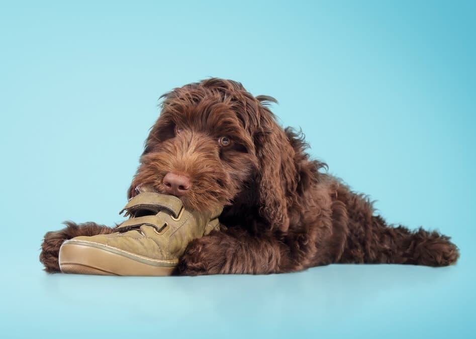 Training your puppy