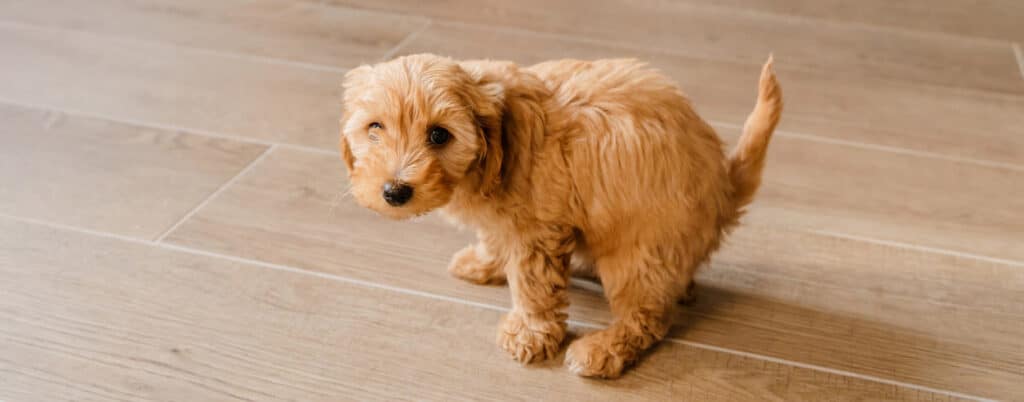 Puppy potty training