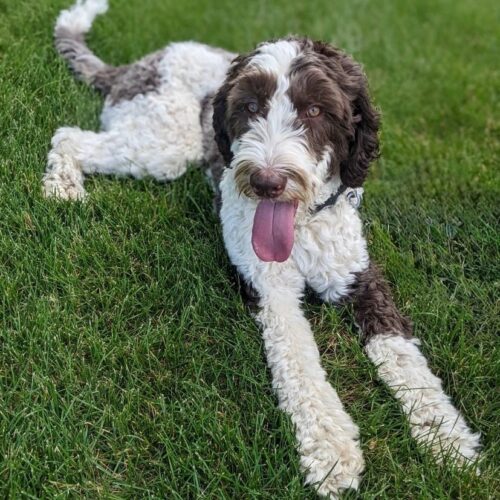 Saban - Agape Labradoodles Saban