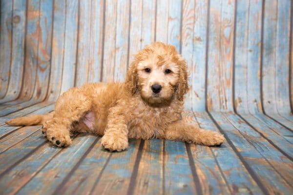labradoodle puppy breeders