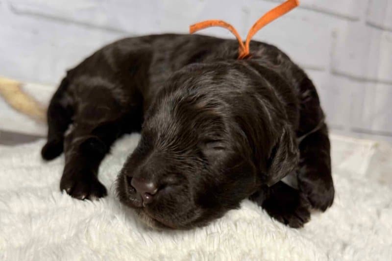 Health tested Australian Labradoodle puppy from Agape Labradoodles