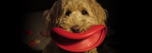 Protecting Your Labradoodle This Holiday Season Agape Labradoodles Denver