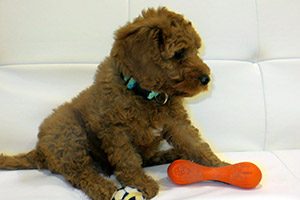 Tips for Training Your Labradoodle Puppy Agape Labradoodles Denver